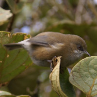 Reunion Grey White-eye